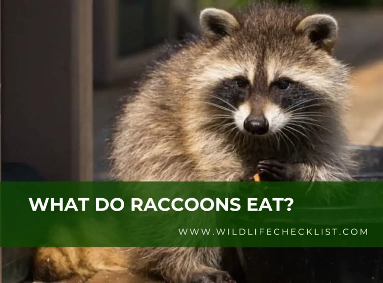 What Do Raccoons Eat? An In-Depth Look At Their Diet