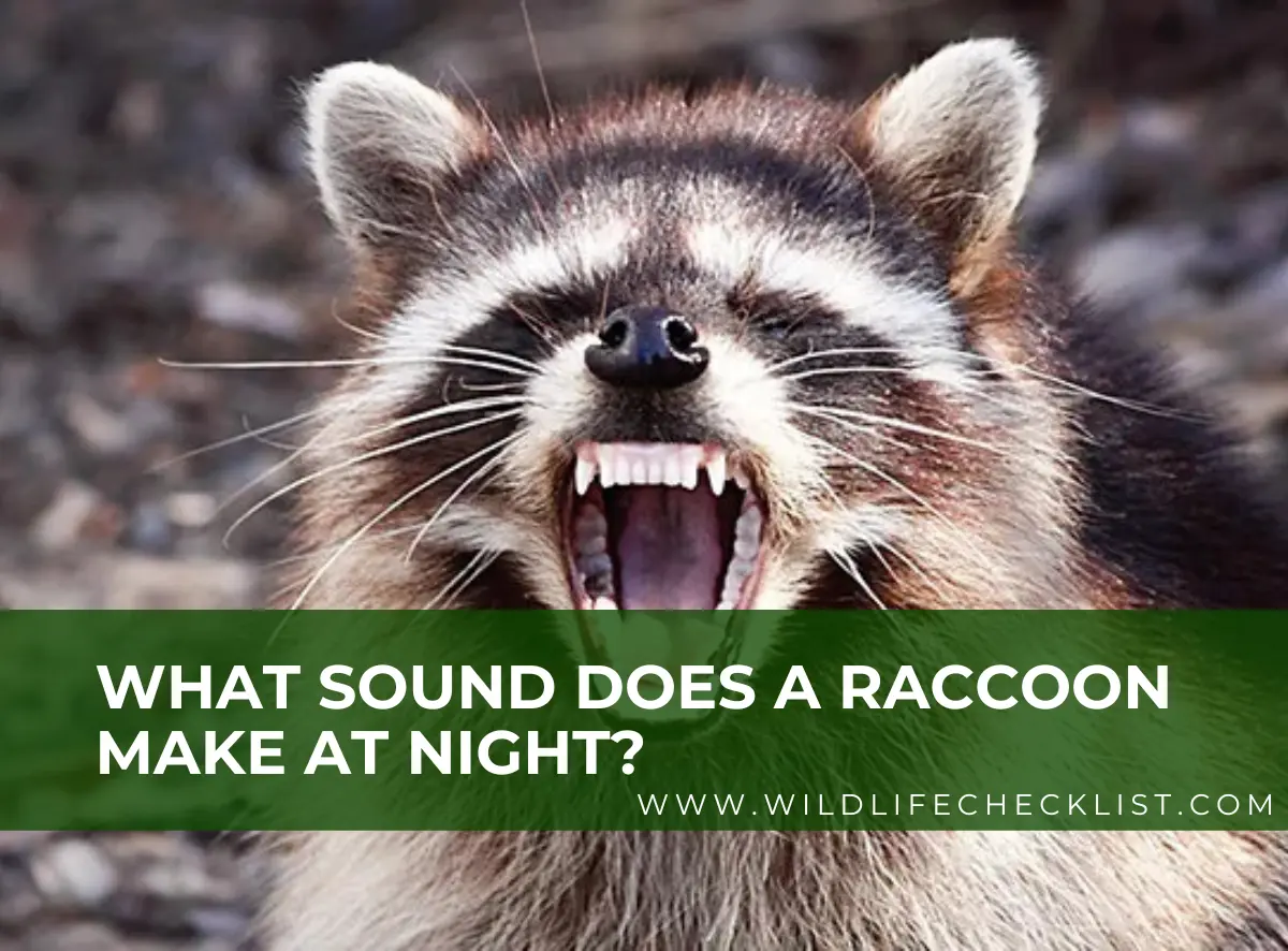 picture of raccoon making loud noise at night