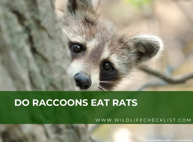 Do Raccoons Eat Rats? Exploring The Predatory Habits Of Raccoons