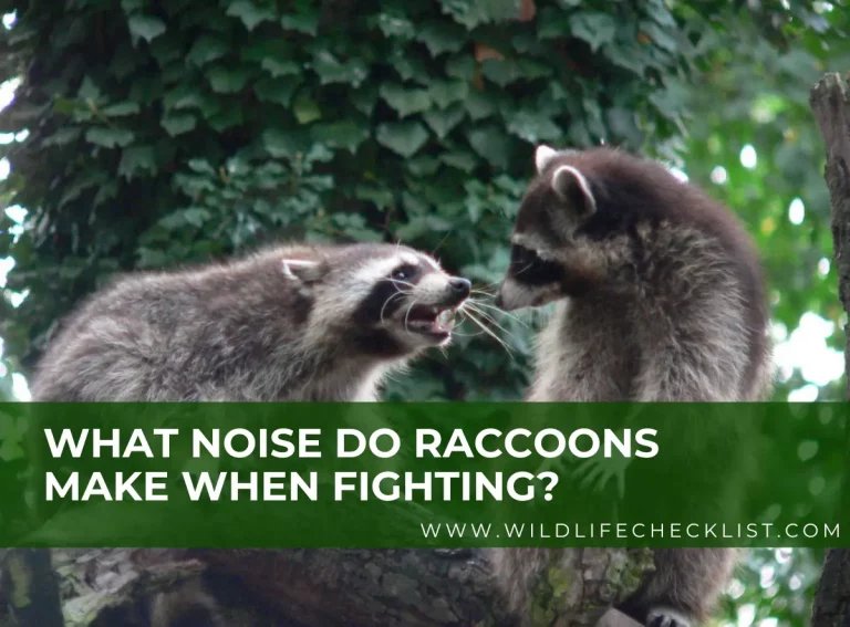 Raccoons Fighting Sounds: What Noise Do Raccoons Make When Fighting?
