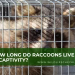 picture of a raccoon living in captivity