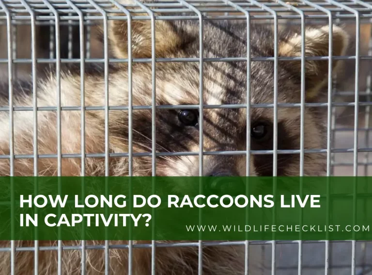 How Long Do Raccoons Live In Captivity?