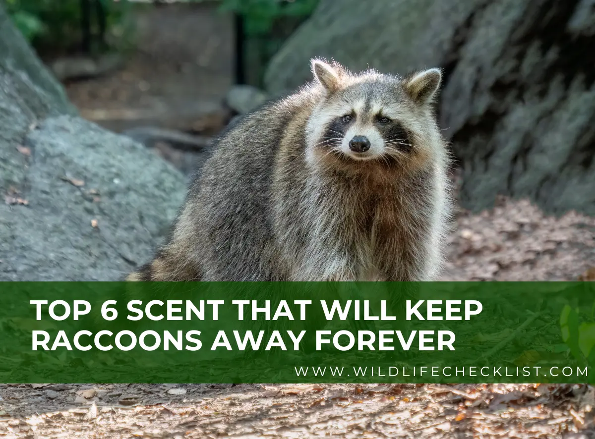 scent that will keep raccoons away