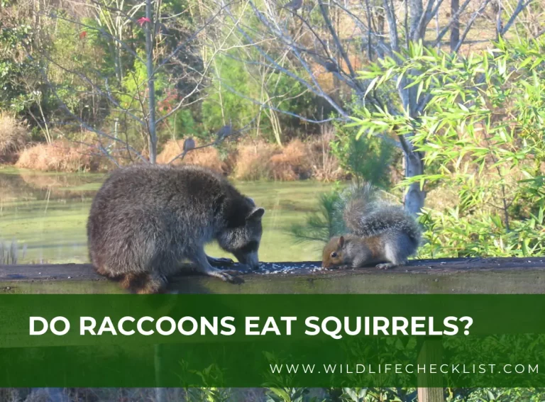 Do Raccoons Eat Squirrels? (Unveiling The Omnivorous Nature Of Raccoons)