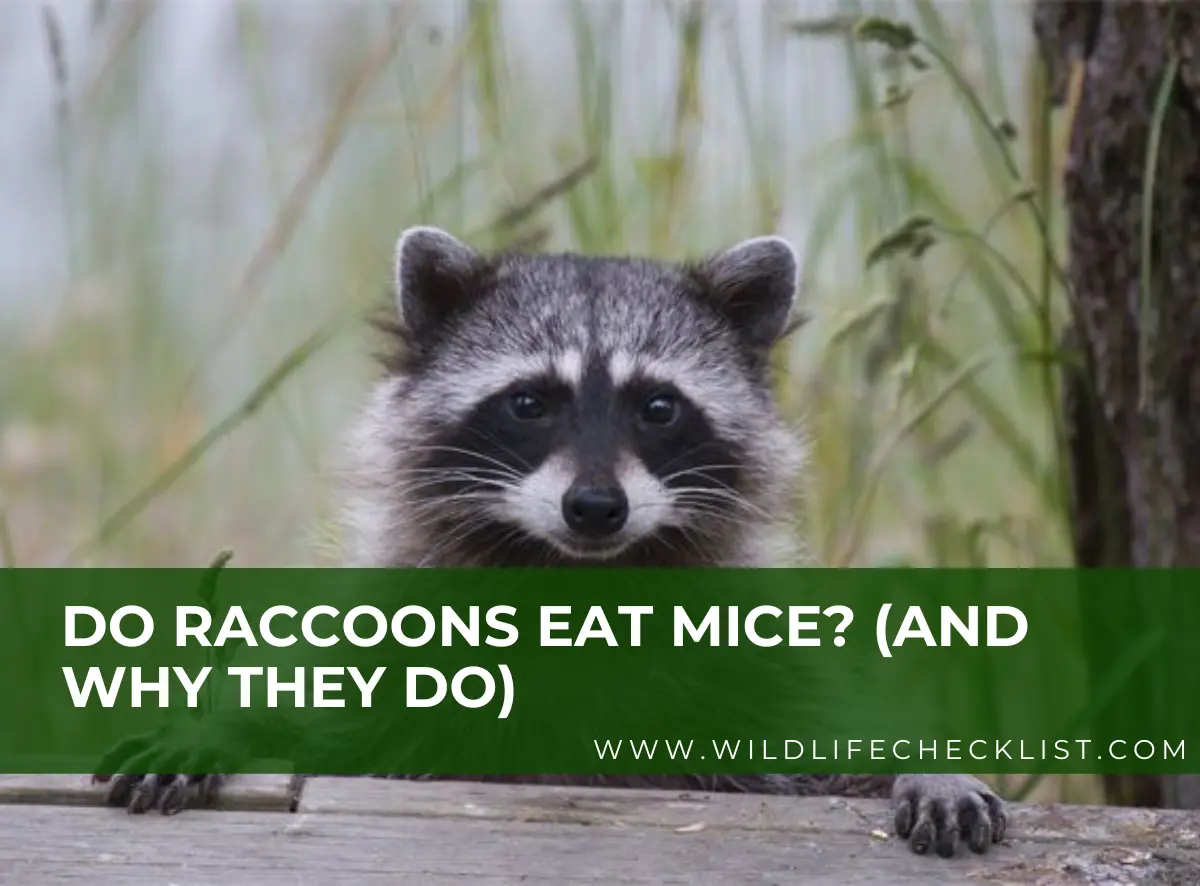 picture of a raccoon eating mice
