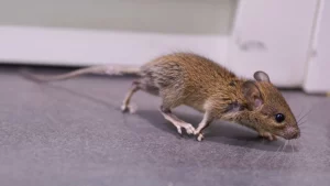 picture of a mice