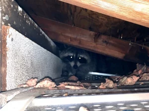 picture of raccoon in crawl space