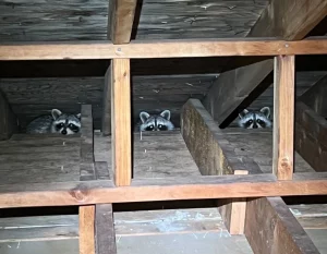 picture of raccoon in attic