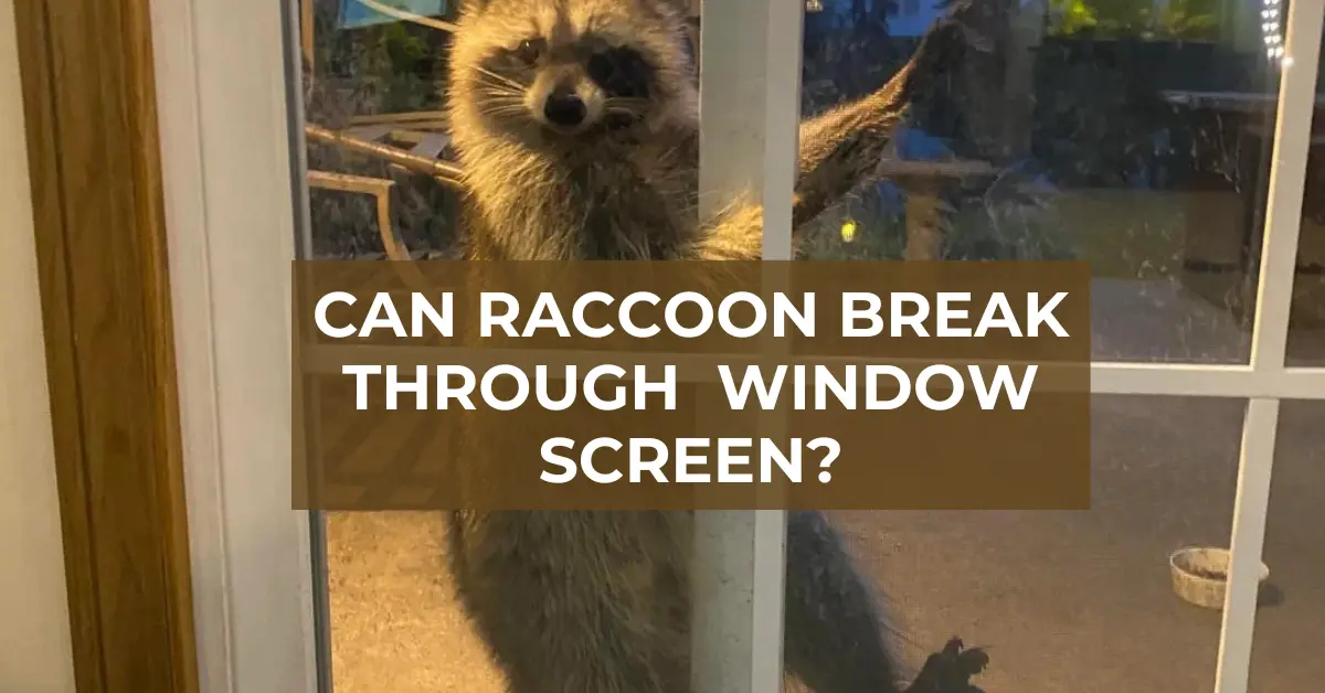 can raccoon break through your home window screen