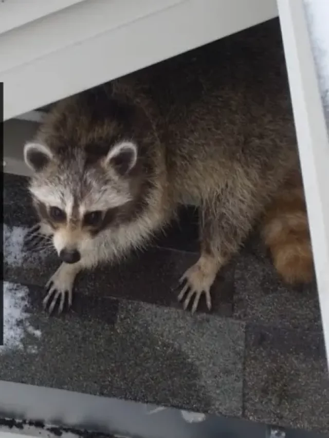 6 Proven Methods for Keeping Raccoons Off Your Roof