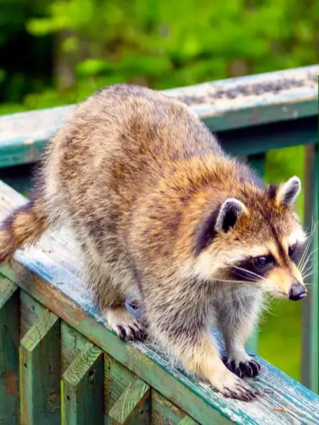 5 Effective Sounds to Deter Raccoons from Your Yard