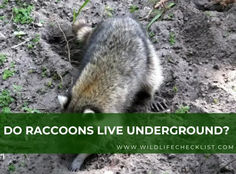 Do Raccoons Live Underground? (Everything You Need to Know)