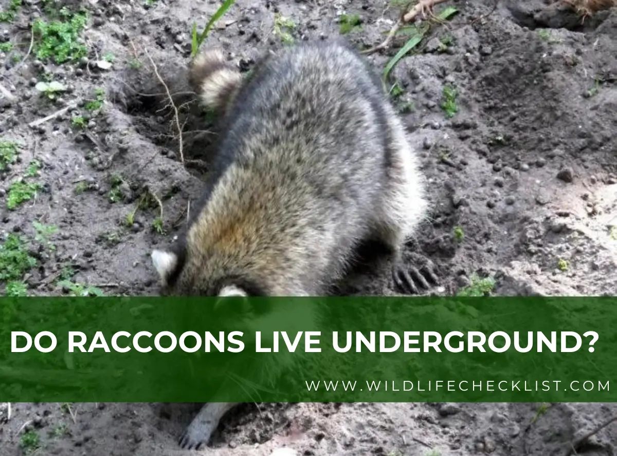 picture of raccoon dig hole