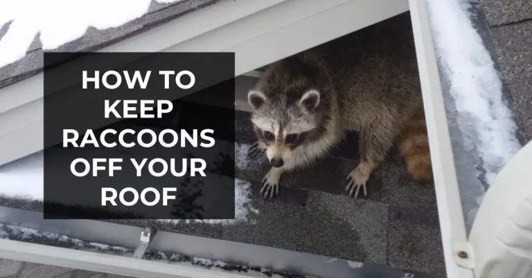 6 Most Effective Ways To Keep Raccoons Off Your Roof