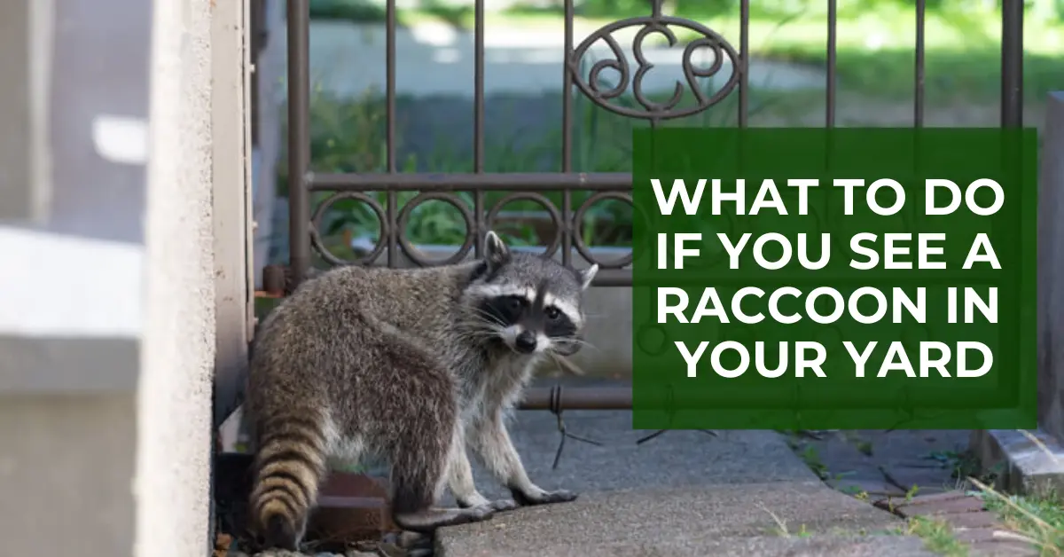 what to do if you see a raccoon in your yard