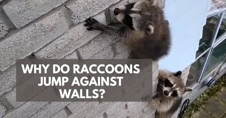 Raccoon Jumping Against Your Wall? See Reasons And How To Stop Them