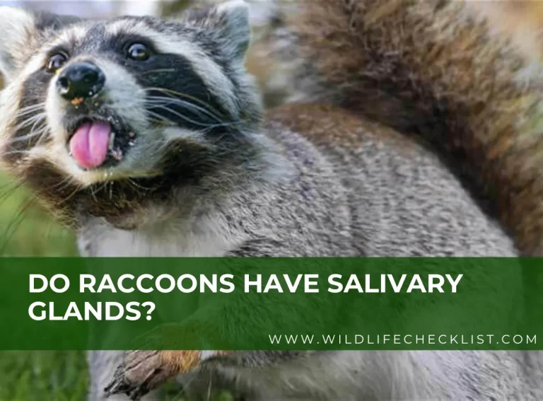 Do Raccoons Have Salivary Glands?