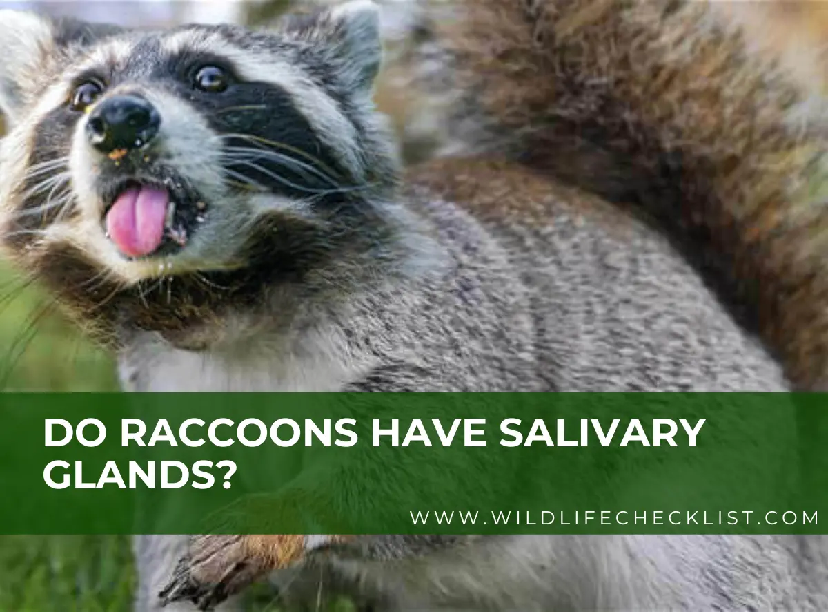 do raccoons have salivary gland?