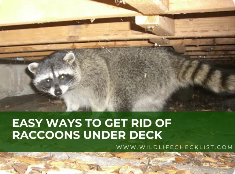4 Easy Ways to Get Rid of Raccoons Under Deck