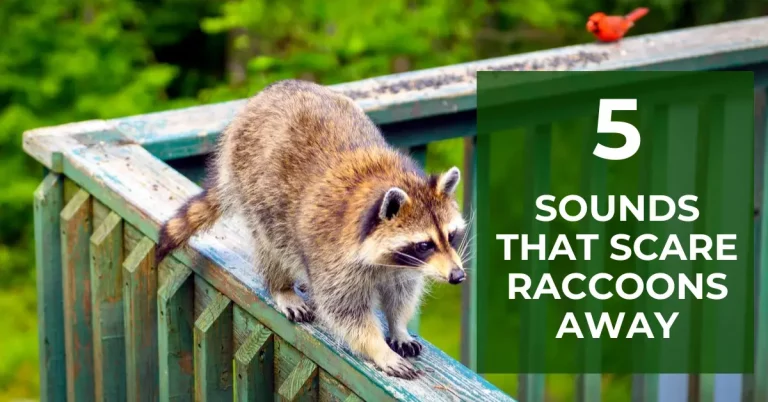 5 Sounds That Will Scare Raccoons Away From Your Yard