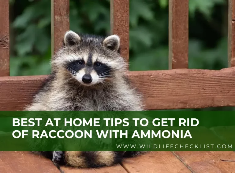 Best At Home Tips to Get Rid of Raccoon With Ammonia