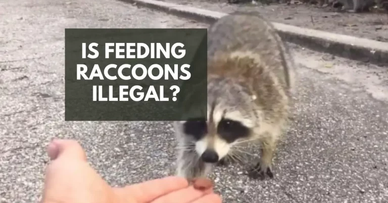 Is Feeding Raccoons illegal in Your State?
