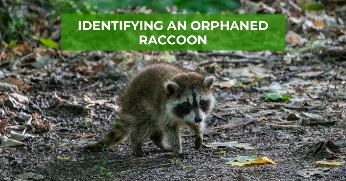how to tell if a raccoon is orphaned