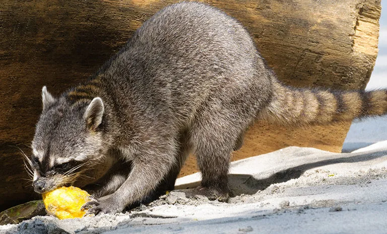 picture of raccoon eating