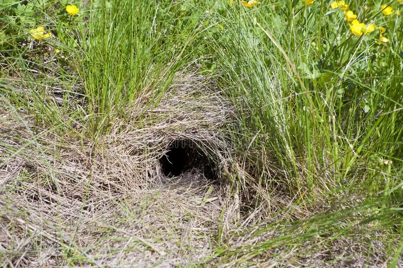 picture of a raccoon hole