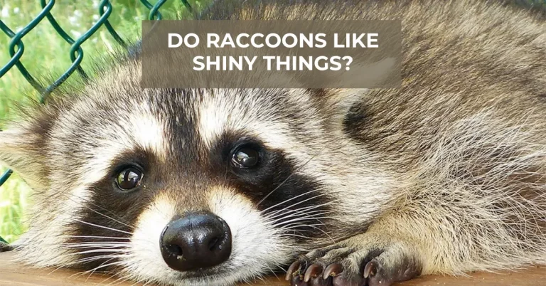 Do Raccoons Like Shiny Things? (And Why They Do)