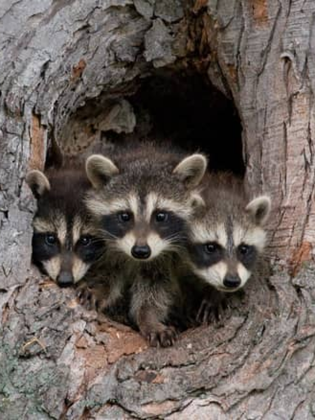 Do Raccoons Live in Trees? | Facts and Reasons Why They Do