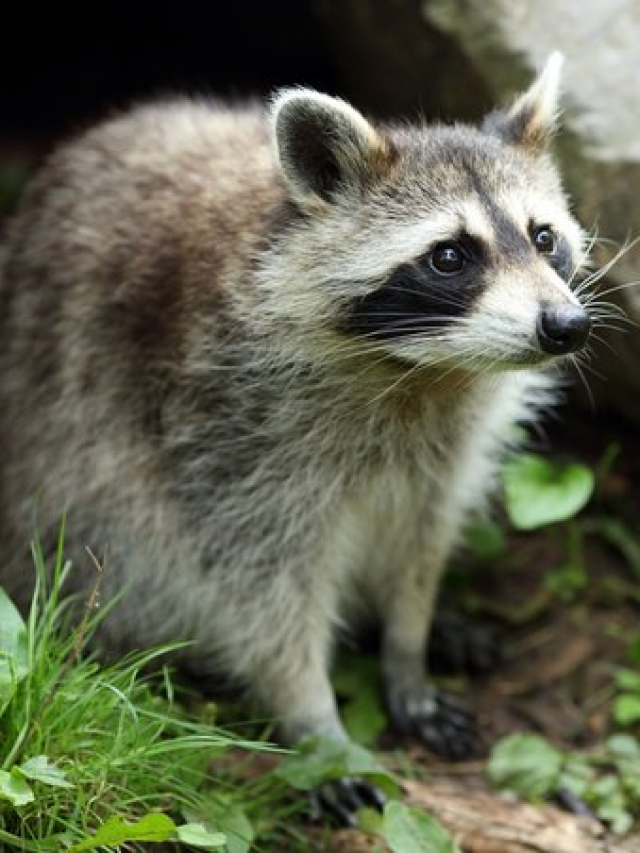 Do Raccoons Stay In One Place Forever? Raccoons Habitat