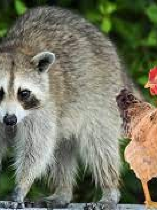 Do Raccoons Eat Chickens? | Tips to Protect Chickens from Raccoon Attack