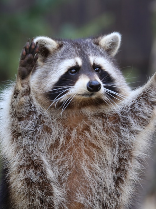 Are Raccoons Dangerous or Aggressive to Humans?
