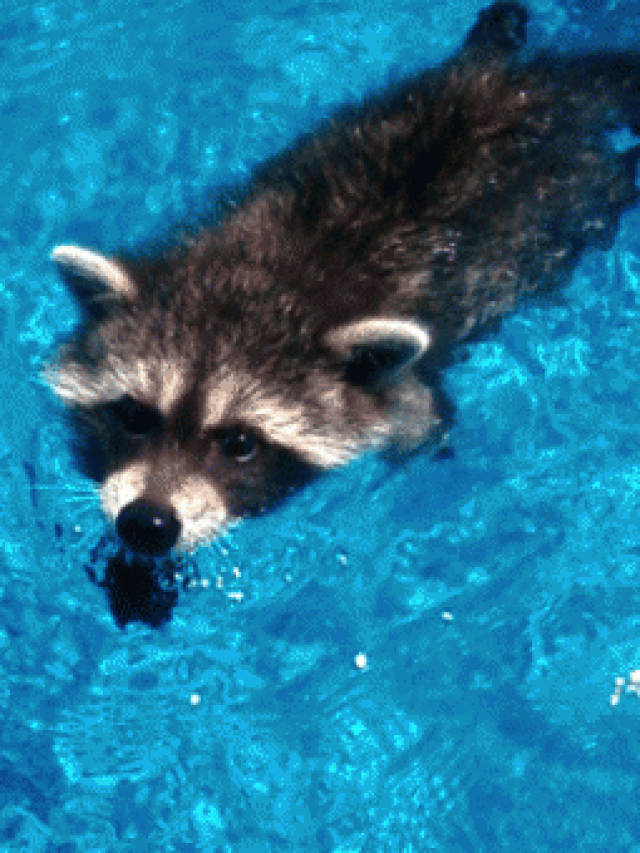 Can Raccoons Swim? How to Keep Them Away From Your Swimming Pool