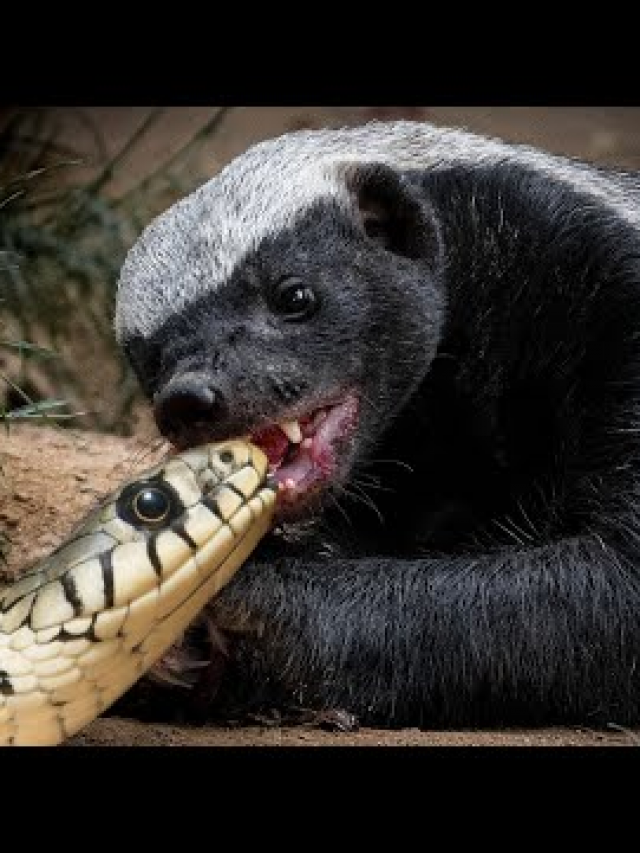 Do Raccoons Eat Snakes? | Snake Venom Immunity Explained
