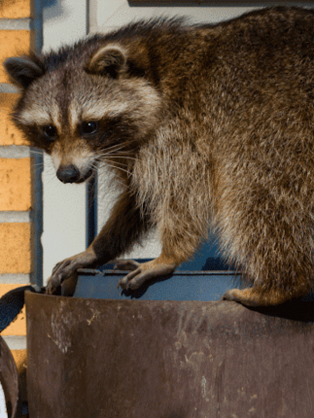 8 Common Signs of Raccoons in the Attic and How to Prevent Them – Expert Guide