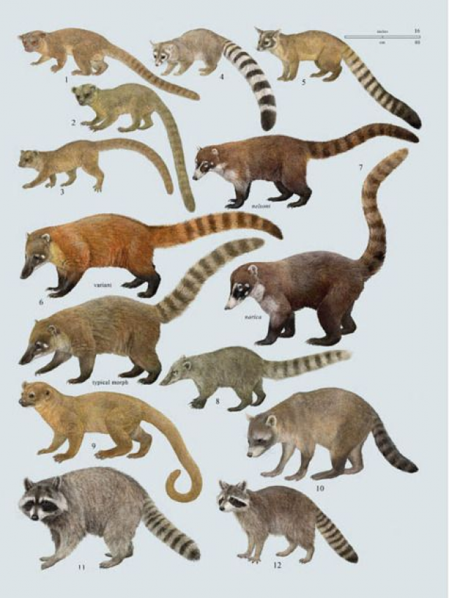 Exploring the 7 Different Species of Raccoons