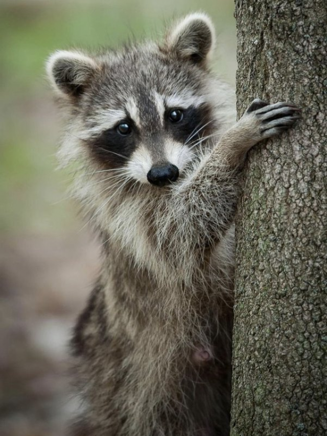 The Pros and Cons of Having a Raccoon as a Pet | Raccoon Care Guide