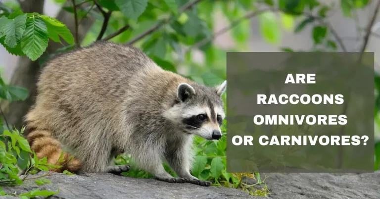 Do Raccoons Eat Meat? (Are They Omnivores or Carnivores)