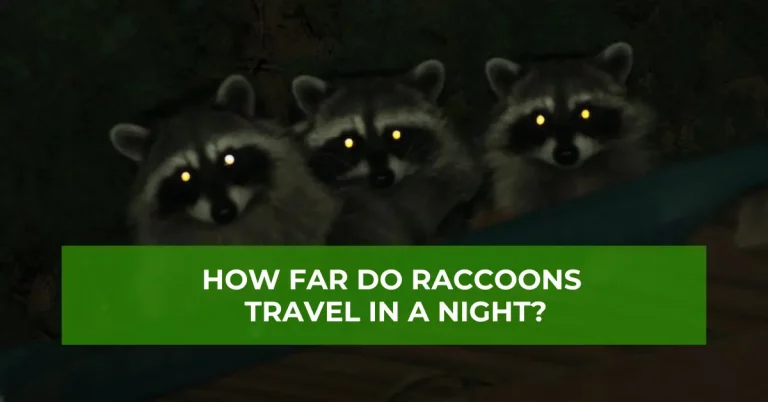 picture of raccoons travelling at night